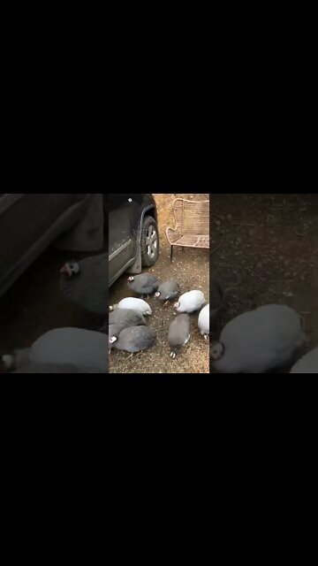Guinea fowl enjoying some dry weather after flood