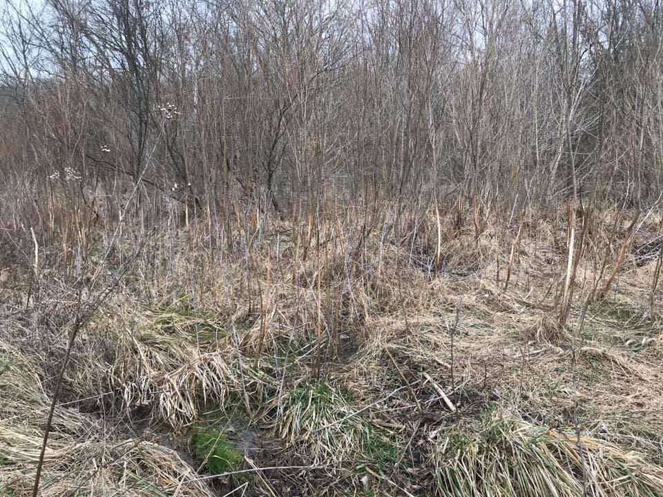 Scouting A marsh