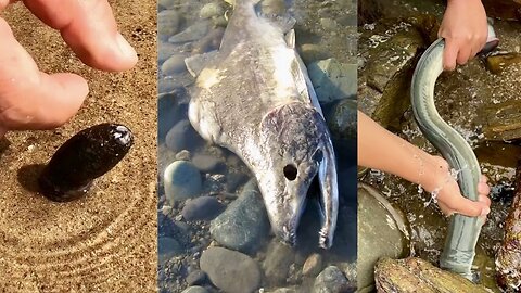 Marine Animal Hunting Activities Around the Beach