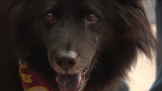 Woman jumps into canal to rescue distressed dog