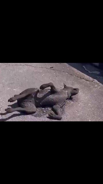 MAUI AFTERMATH - THE DOG