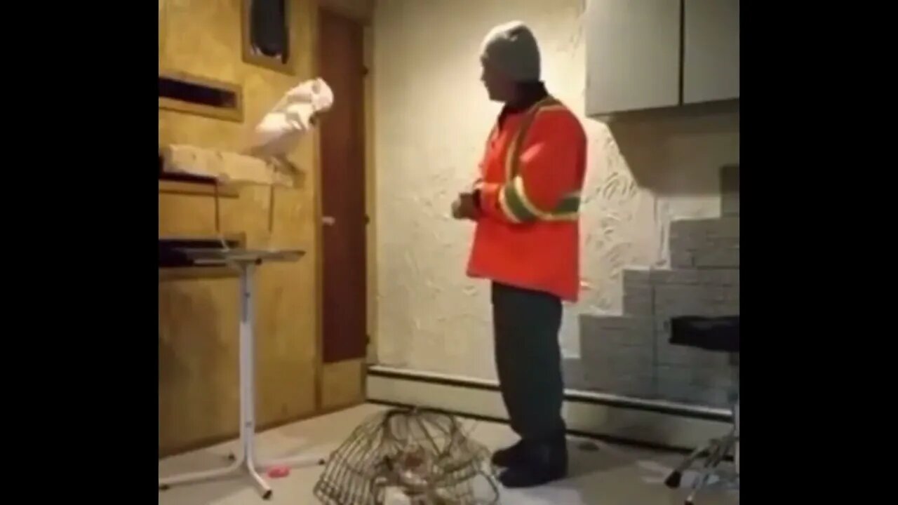 Rescue Bird & Caretaker