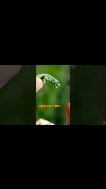 NO REINO DOS ANIMAIS