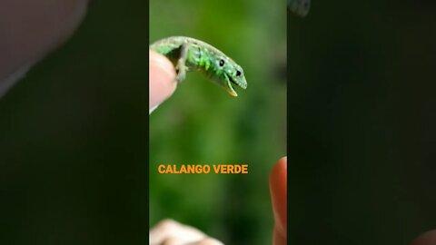 NO REINO DOS ANIMAIS