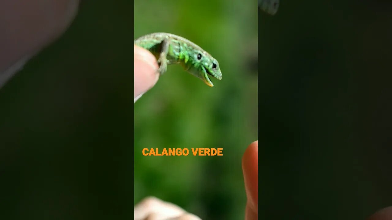 NO REINO DOS ANIMAIS