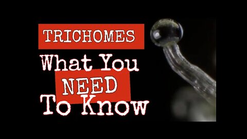 The Weird and Wonderful World of Trichomes