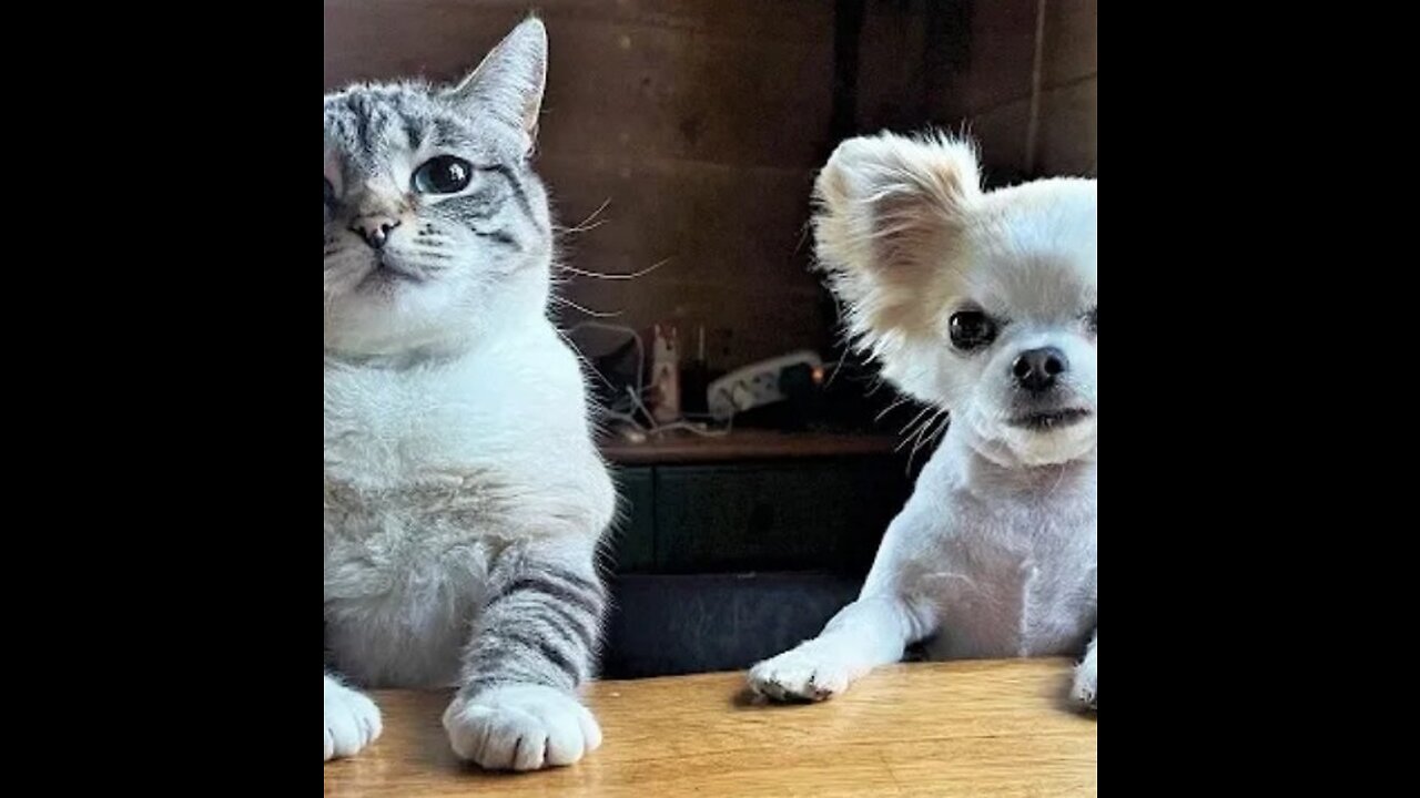 Funny animal videos Funny cat videos and dogs ...