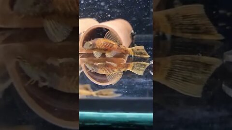 Adult Male Bristlenose showing off to the Females that he is ready to breed