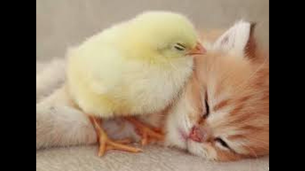 😻Kitten sleeps sweetly with the chicken🐥