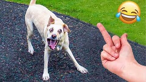 Funny animals - Funny cats / dogs - Funny animal videos