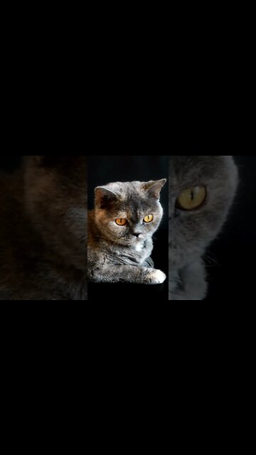 Cat sounds #Shorts 😸