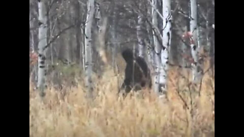 Bigfoot once Again Filmed Walking Through Forest Video