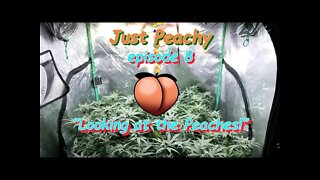 Just Peachy Ep.8 "Looking at the Peaches" #GeekLight #Phenohunt #SouthBayGenetics #420 🍑🍍☀😎🔨 Day 42