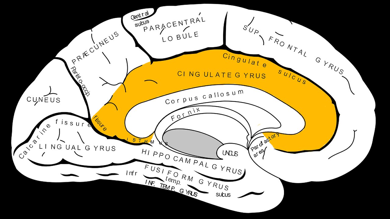 THIS UNDERUSED PART OF THE BRAIN EXPLAINS WHY AMERICA CAN'T DEFEAT THE COMMUNIST TAKEOVER