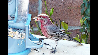 Bird Feeder Cam Nov 2021