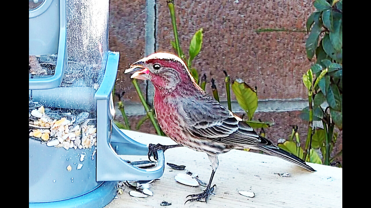 Bird Feeder Cam Nov 2021