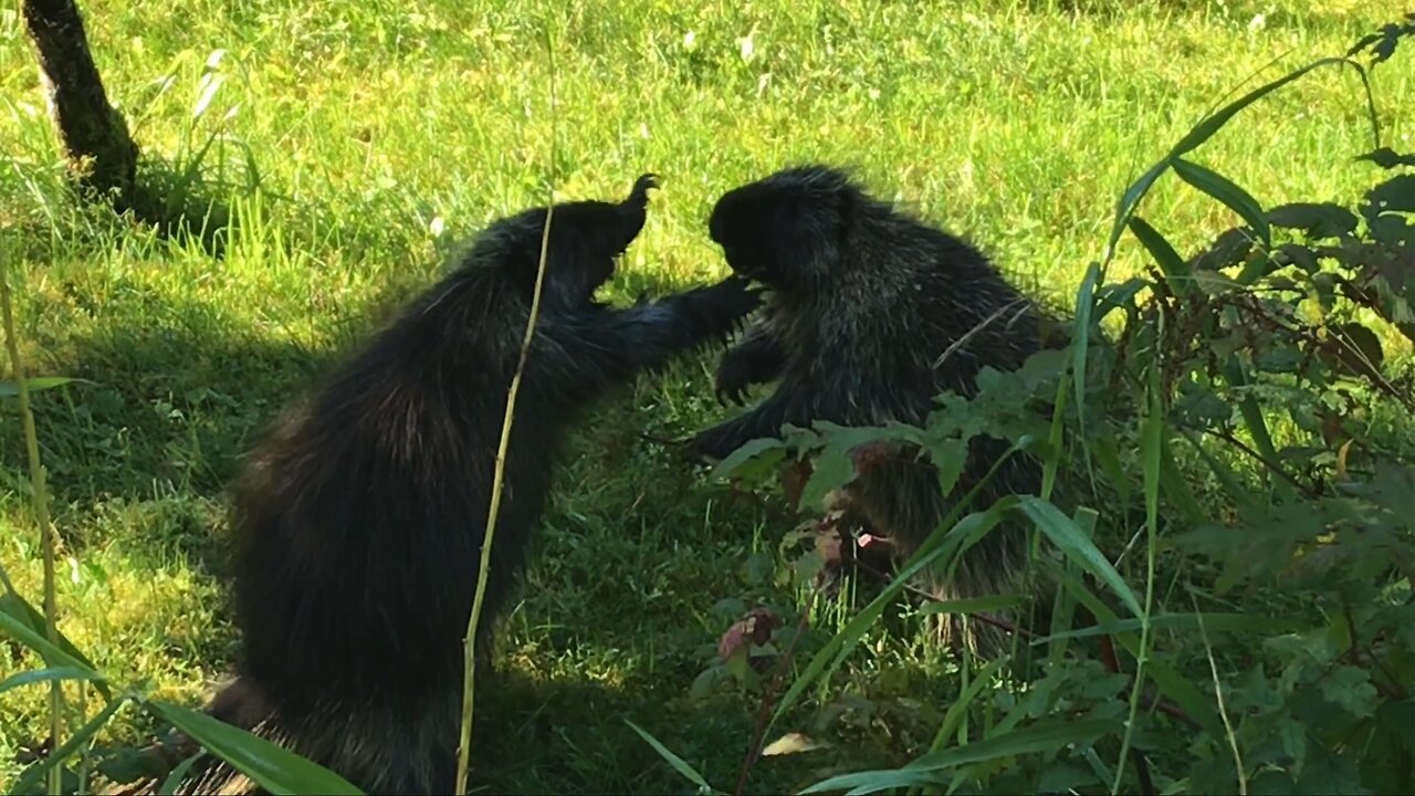 Porcupine Fight