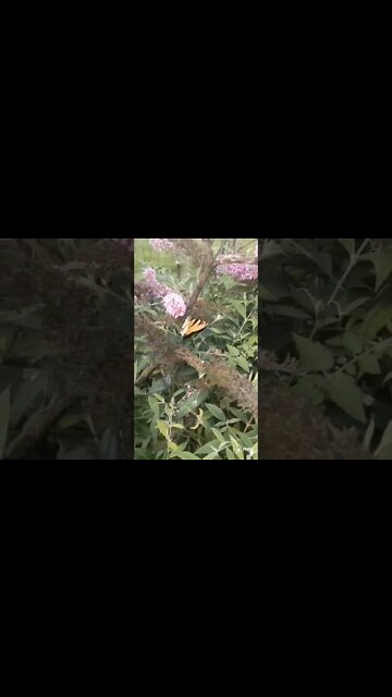 TIGER SHALLOWTAIL BUTTERFLY