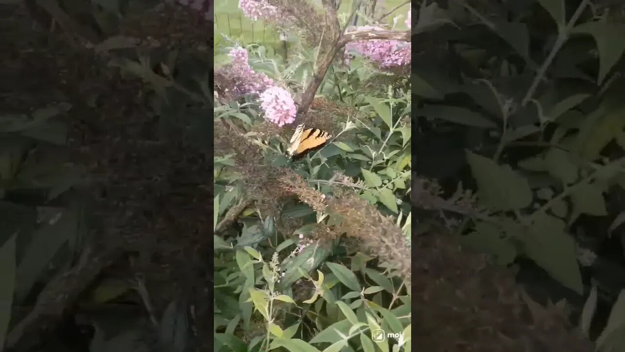 TIGER SHALLOWTAIL BUTTERFLY