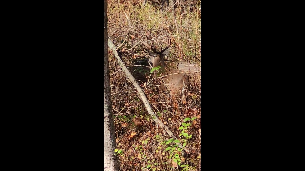 nice buck!