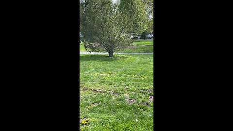 Tulip Fest/ Washington Park/ Albany NY🇺🇸