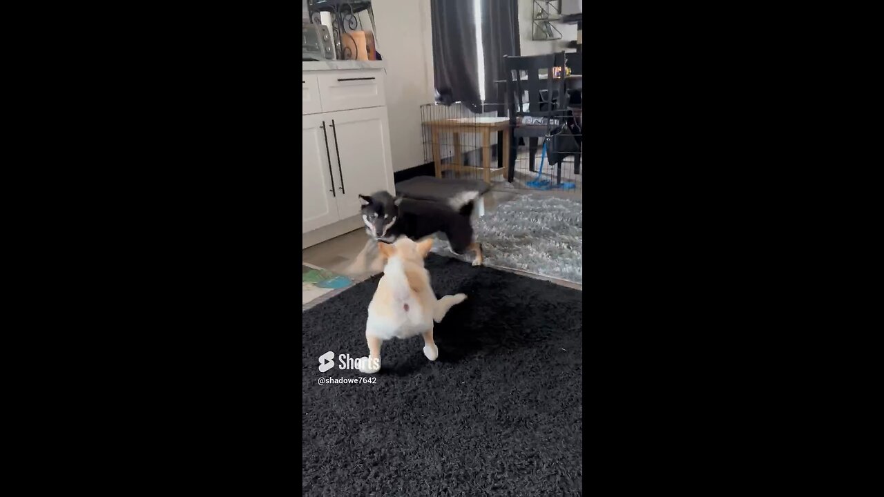 Shiba Inu puppy playful day