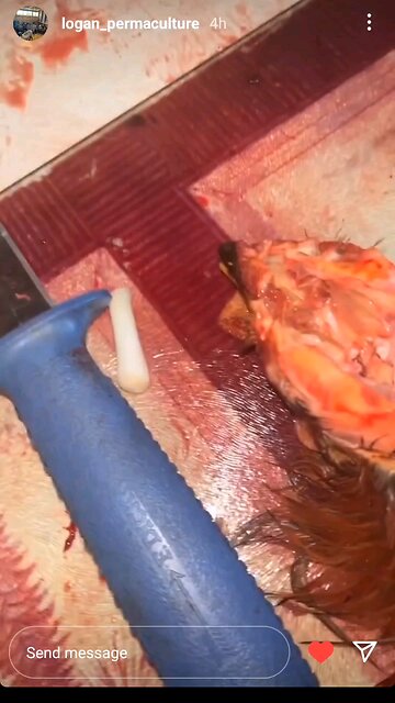 Fresh Chicken Brains