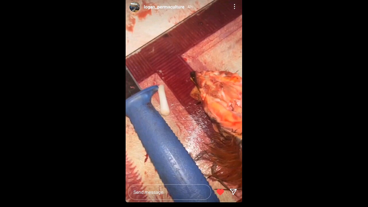 Fresh Chicken Brains