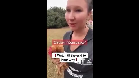 Why chicken lay no egg