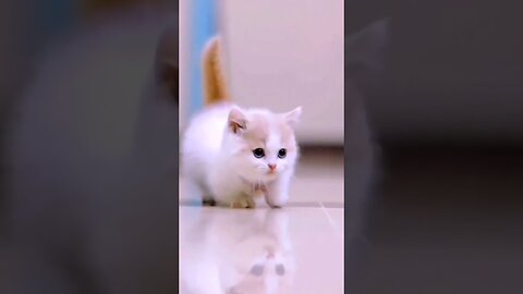 Aww Cute Cats Videos #Catmeow Funny Animals Compilation😹 Try Not To Laugh Challenge