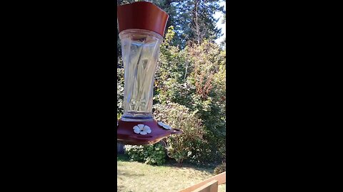 Hummingbird trying to communicate with me