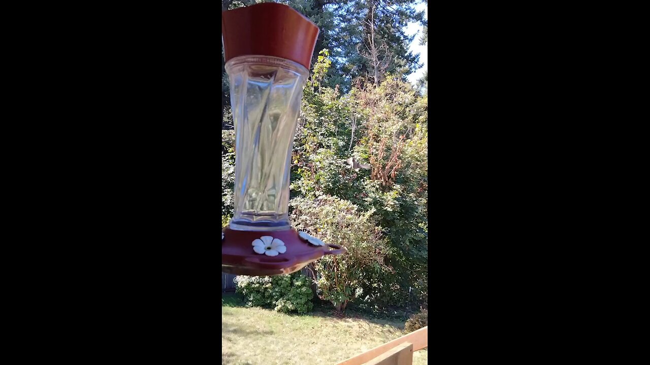 Hummingbird trying to communicate with me