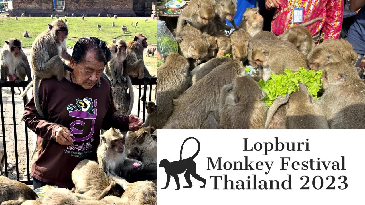 Lopburi Monkey Festival November 2023 - Unique Monkey Buffet Festival