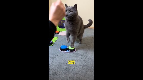 Smart Talking Cat push button