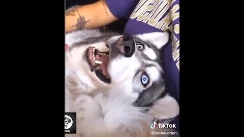 VIRAL!!! FUNNIEST HUSKIES YOU'LL EVER SEE