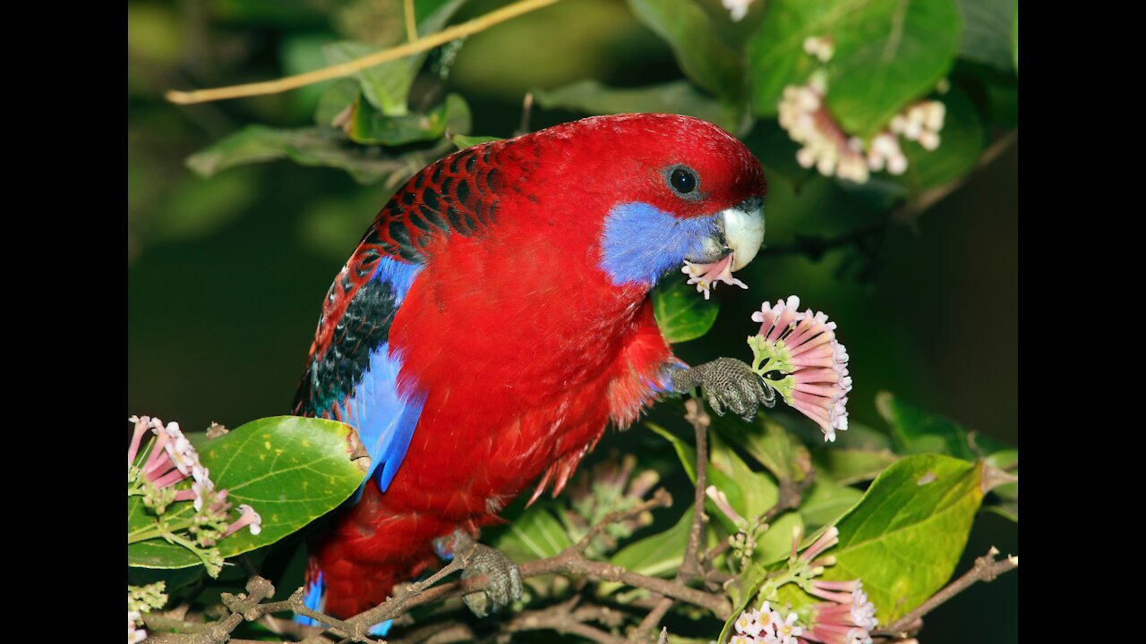 Parrot love with the beauty of nature