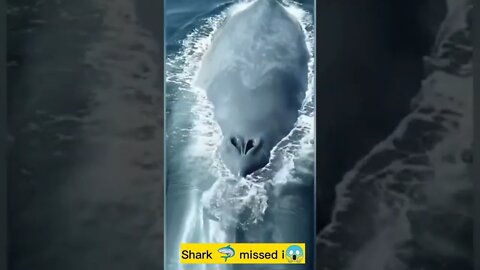 Shark 🦈 missed it | But what if he catched that fish bait 😱 Amezing short video