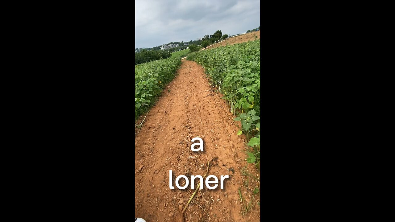 Living the Dream Life