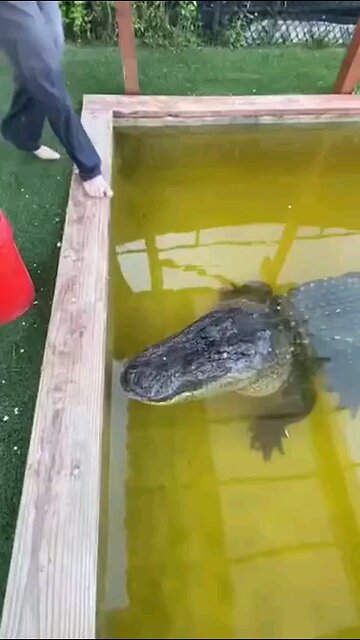 Feeding the Alligator