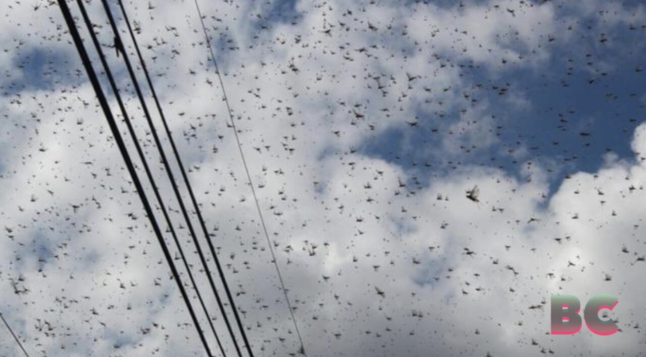 Locust Invasion Creates Apocalyptic Scenes in Southeastern Mexico