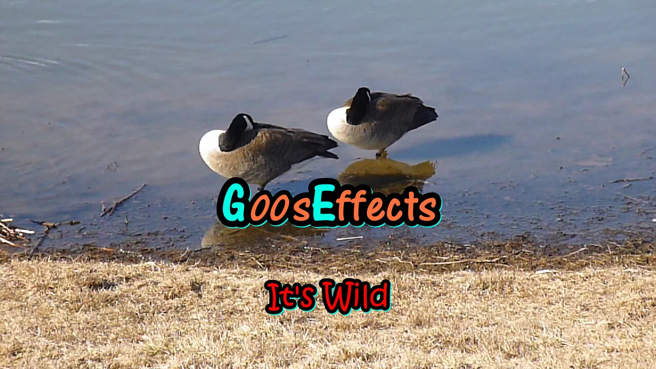 GoosEffects