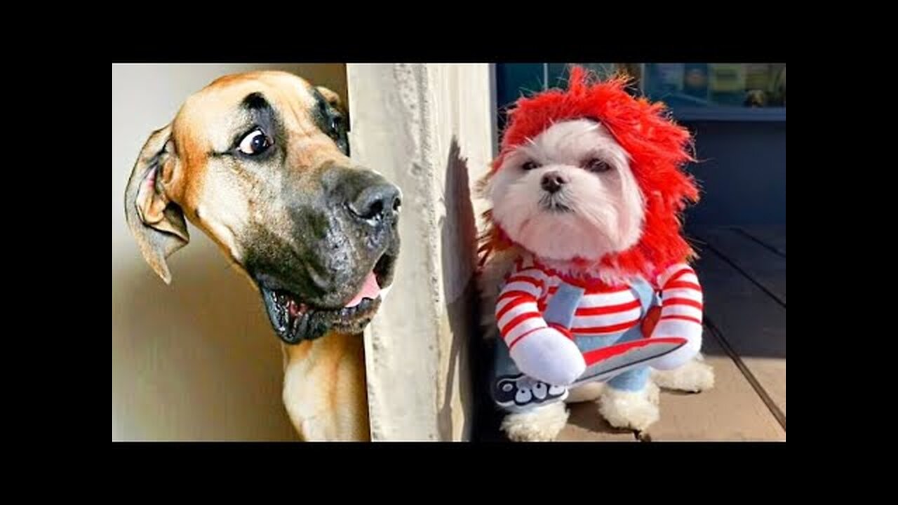 Funniest Animals Video - Funny Dogs And Cats - Try Not To Laugh Animals 2022