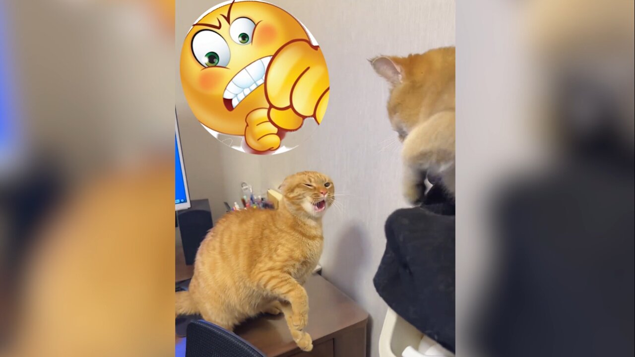 Cat Funny Fight #2