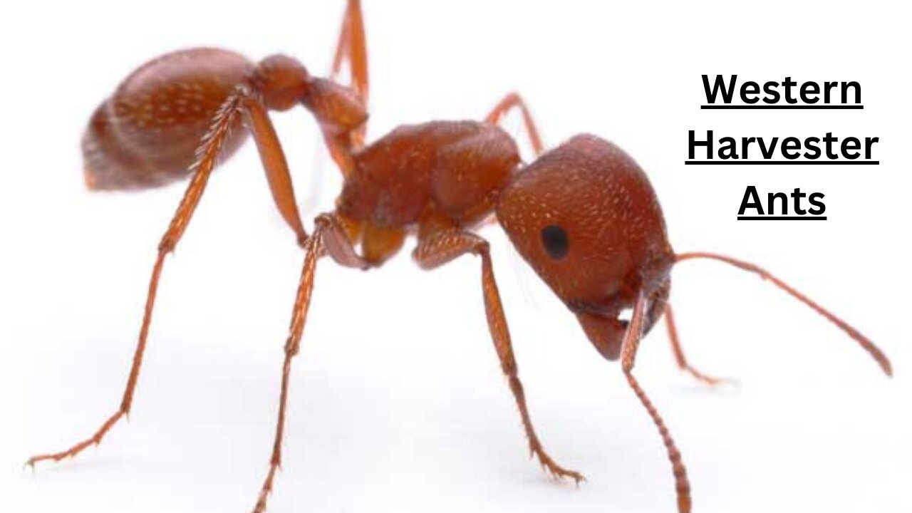 The Biography of Western Harvester Ant