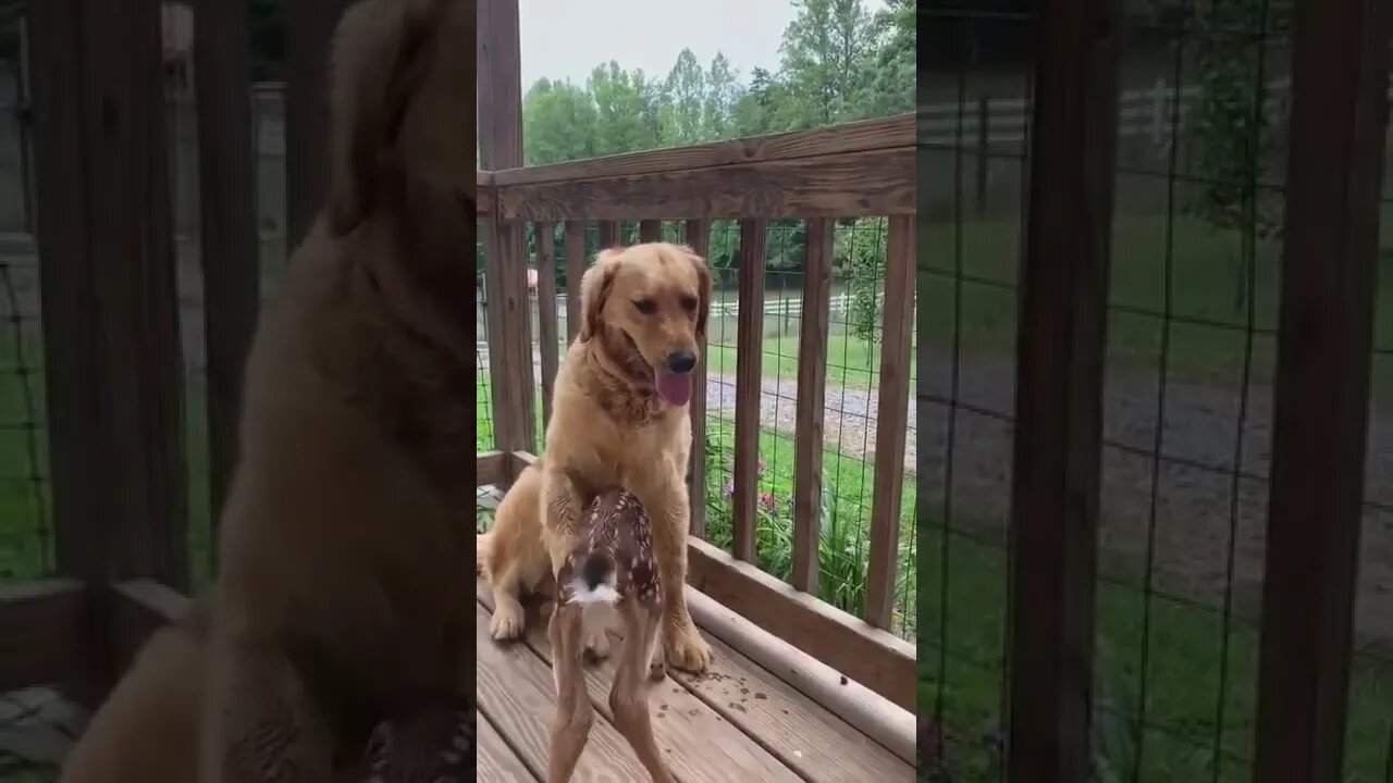 I give you pets