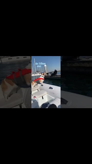 Cooper Auggie the Corgi #shorts