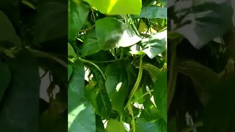 Longbeans are Awesome