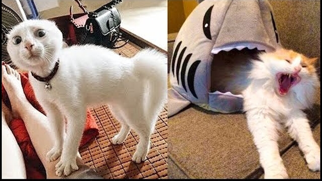 FUNNIEST CAT AND DOG VIDEOS