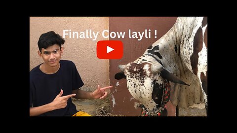 Cow buy kr li