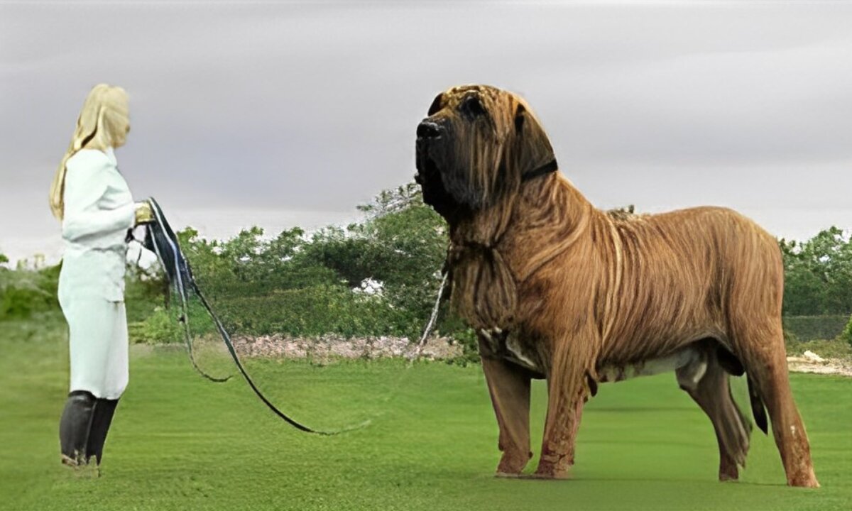 Meet the Gigantic Gentle Giant: Unveiling the World's Largest Dog 🌍🐾 - Animal Vised